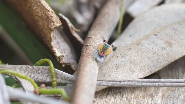high frame rate shot of a maratus volans peacock spider courtship dance