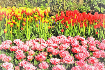 Obraz premium Beautiful flowers colorful painting looks like picture.