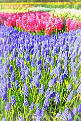 Obraz premium Beautiful flowers colorful painting looks like picture.
