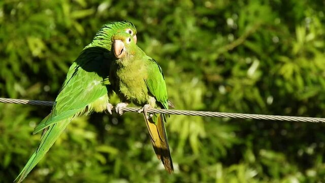 maritacas ou brazilian parrots landed on a high voltage wire in Brazil