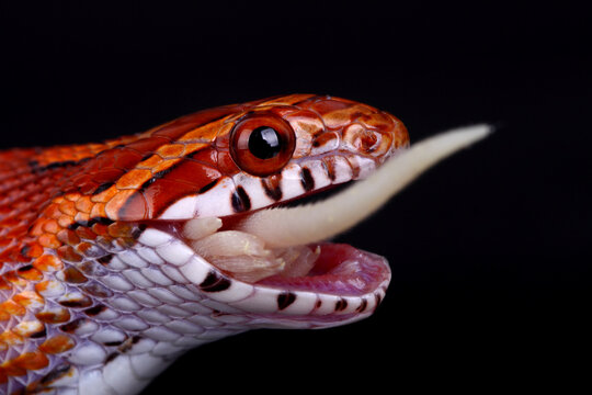 Close-up Of Snake Eating Prey Against Black Background
