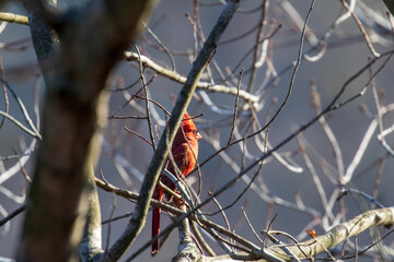 cardinal