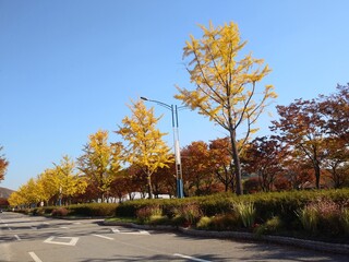 Obraz premium 가을 공원 산책로배경 a feeling of autumn