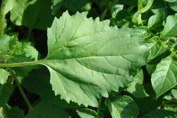 Nettle-leaved Goosefoot (Chenopodiastrum murale)