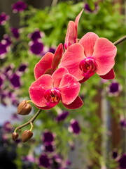 portrait image of an orchid branch with red flowers and buds, and in the background a defocused flower garden.