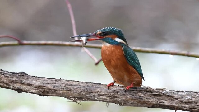 Common kingfisher (Alcedo atthis) with a fish in its beak
