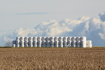 Autumn Scene of plastic wrapped round bales of hay stacked along an agriculture field © Carol Hamilton