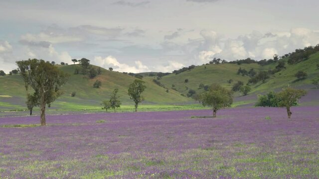 panning clip of a farm paddock overgrown with the noxious weed paterson's curse in a field near gundagai, nsw in australia