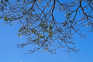 Tree branches and blue sky, Tiradentes, Brazil 