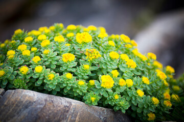 Rhodiola rosea arctic flower close up view