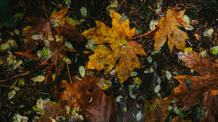 Pacific Northwest Autumn