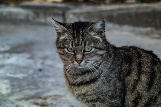 Photo of bulgarien street cat