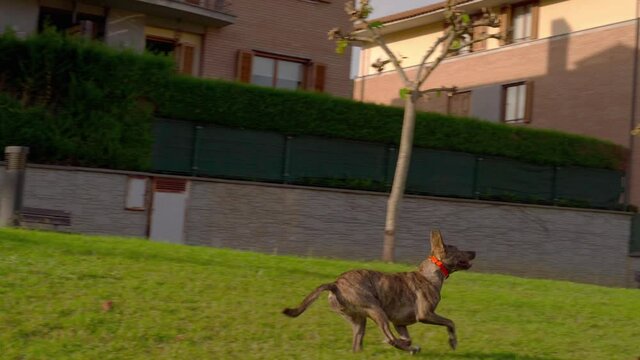 Jugando con el perro lanzando un frisbee