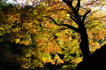 巨木の紅葉