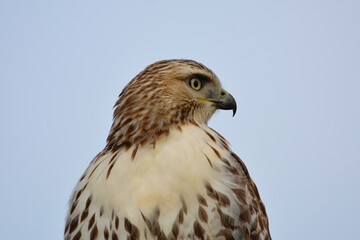 Red-tailed Hawk