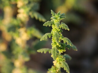 Clammy Goosefoot (Dysphania pumilio)