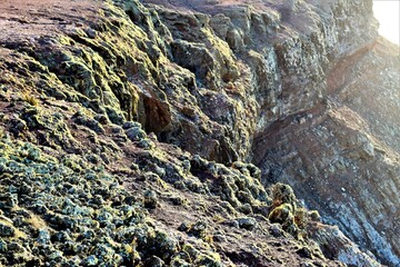 vegetation that grows in volcanic lava