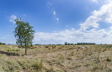 cows grazing at the polder area in Usedom