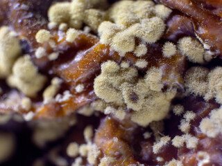 Dangerous mold and bacteria. The concept of dampness, moisture, dust, and respiratory problems. Microscope fungi on food