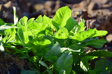 vegetation that grows in volcanic lava