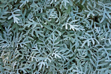 Shrubby butterweed or threadleaf ragwort leaves (Senecio flaccidus)