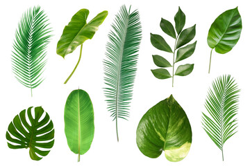 set of Tropical green leaves isolated on white background. - obrazy, fototapety, plakaty