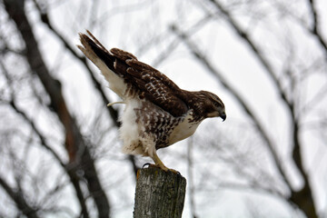 Red-tailed Hawk defecating