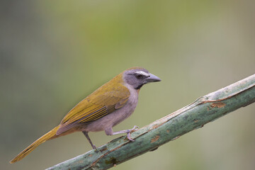 Tucan