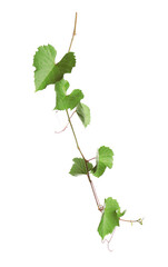 Fresh grapevine with leaves isolated on white