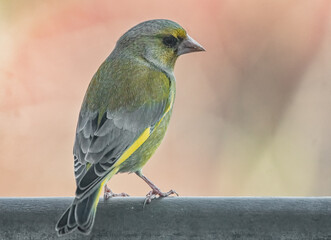 Grünfink auf dem Geländer