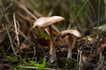 Mushrooms growing in wilderness on autumn day, closeup