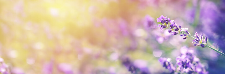 Lavender flowers background