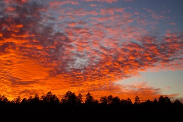 sunset in the forest