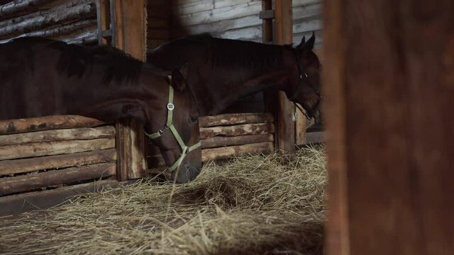 In an old wooden stall in a stable two thoroughbred mares eat hay on an autumn day with slow motion effect