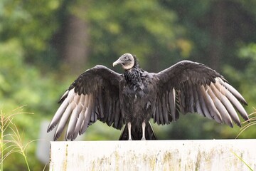 vulture in flight