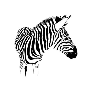 Graphical portrait of zebra isolated on white background, vector illustration for tattoo and printing