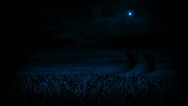 Corn Field At Night In The Moonlight