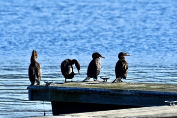 seagulls on the pier