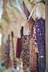 Indian corn, multicolored colorful kernels hanging vertically at Thanksgiving.