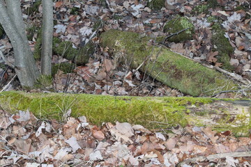 moss on fallen tree logs