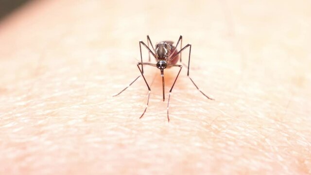 Closeup scene on female mosquito withdraw needle after finished suck human blood, macro shot of parasite and germ carrier bug bite on mammal host skin, dengue fever virus cycle transfer by insect