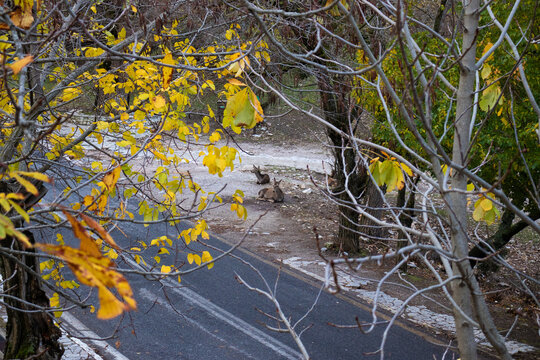 Deer Grazes Freely In Parnitha