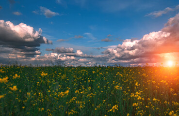 Canola field, landscape on a background of clouds. Canola biofuel at sunset.