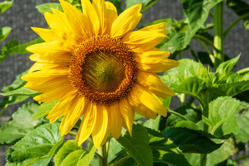 Obraz premium ひまわり