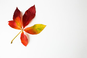 Virginia creeper leaf,five leaved ivy leaf isolated on a white background.Parthenocissus quinquefolia,Yellow,red and orange leaf.Top view,copy space, overhead,above,flat lay.Colorful leaf isolated.