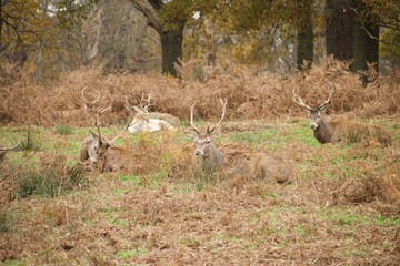 Group of deer sitting together and deer is itching with its horn
