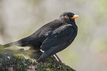 Amsel im Sonnenschein