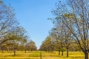 Fototapeta premium Path between young pecan trees behind a fence