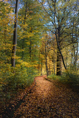 path in autumn forest