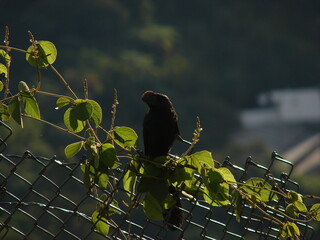 Black Bird sitting on tree